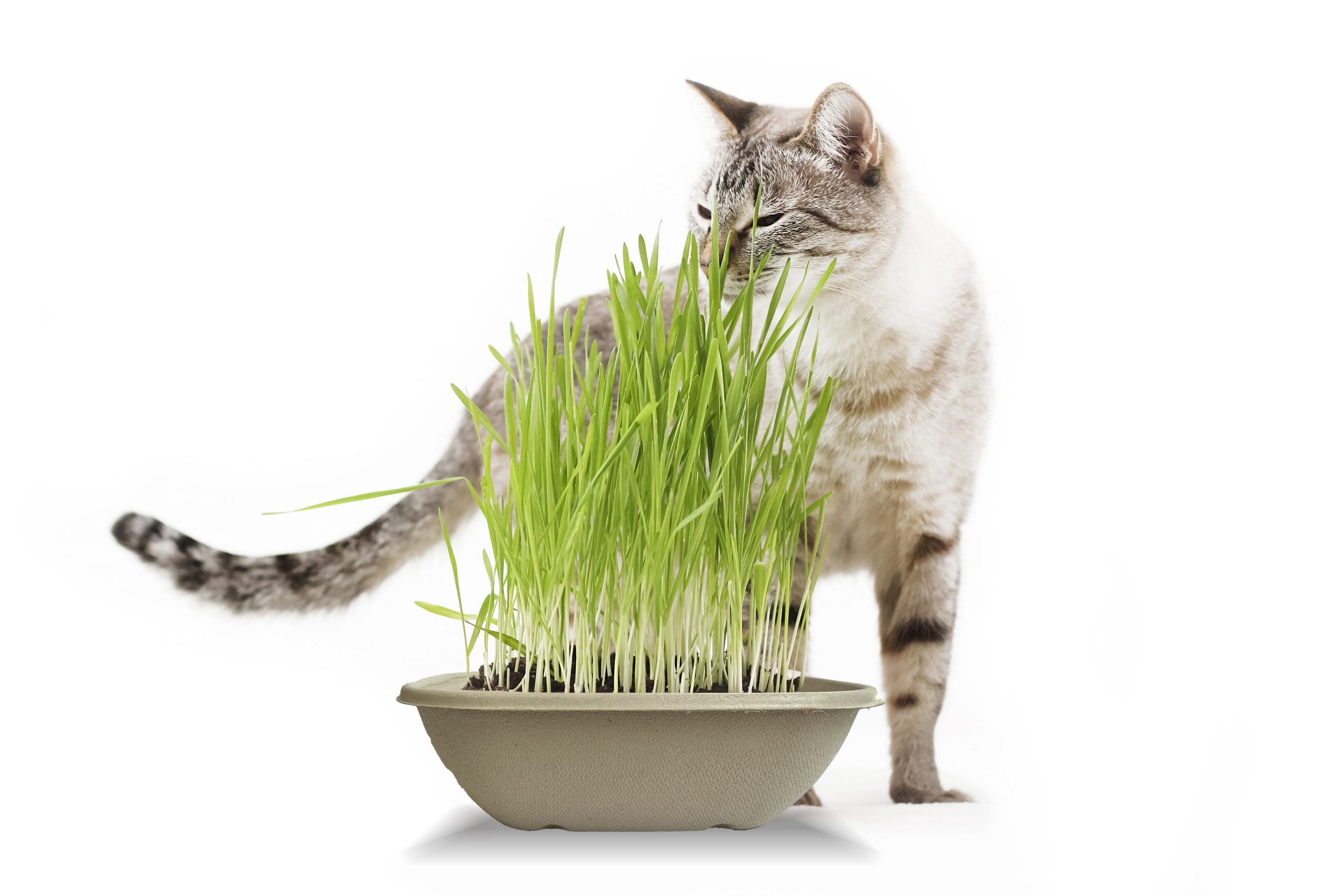 Grass for cats is planted at home. A tabby cat with green grass.