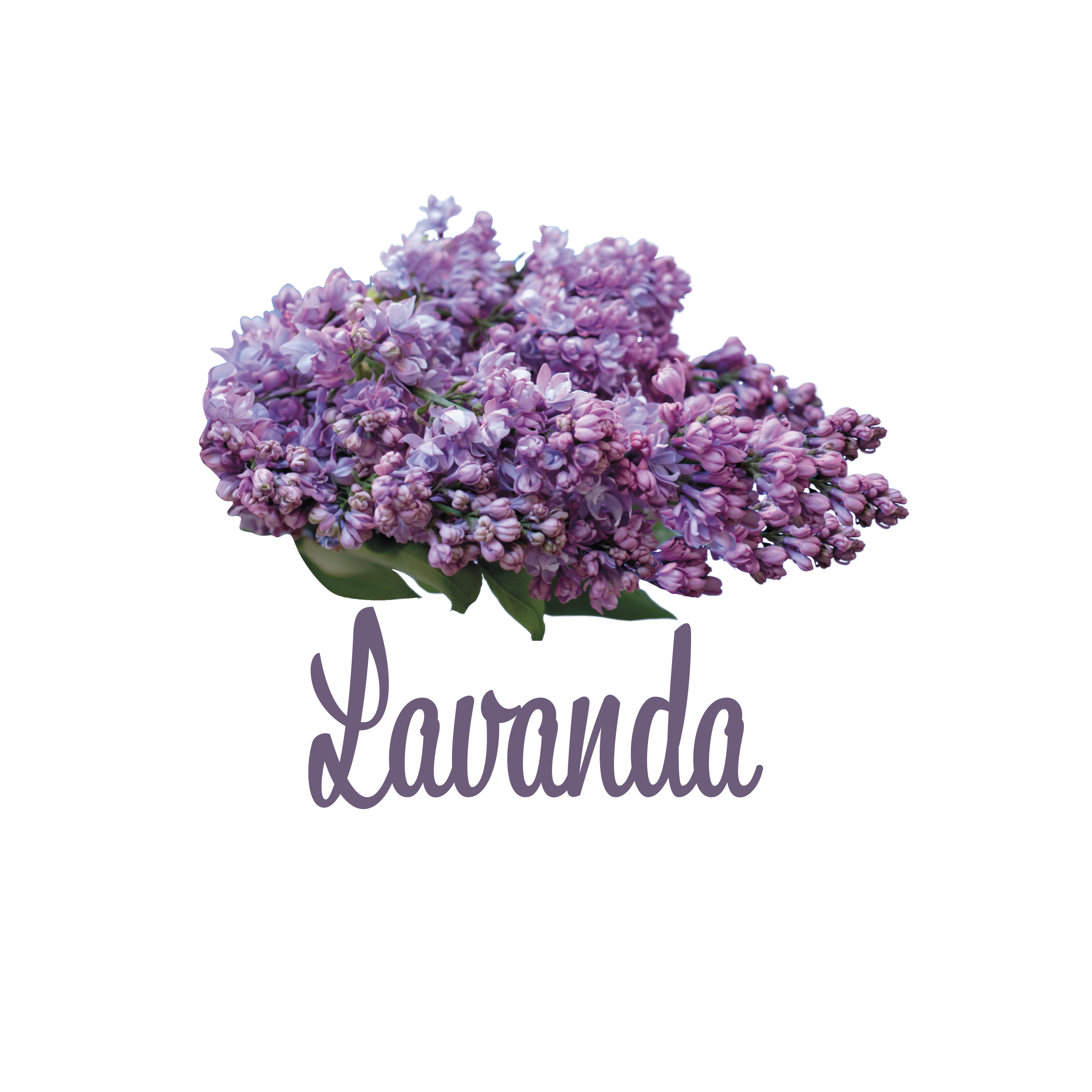 Aromas-03